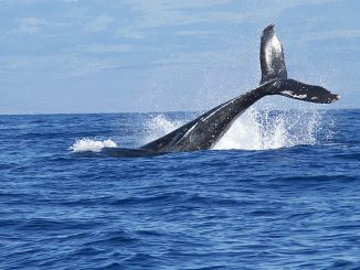 Symbolbild Wahlzeit - Schwanzflosse eines Wals ragt aus dem Wasser