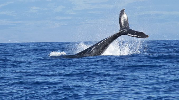 Symbolbild Wahlzeit - Schwanzflosse eines Wals ragt aus dem Wasser