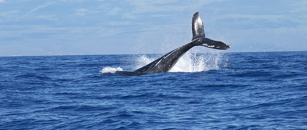 Symbolbild Wahlzeit - Schwanzflosse eines Wals ragt aus dem Wasser