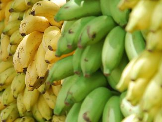 gelbe und grüne Bananen