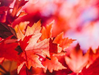 Rote Ahornblätter aus Kanada