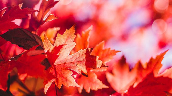 Rote Ahornblätter aus Kanada